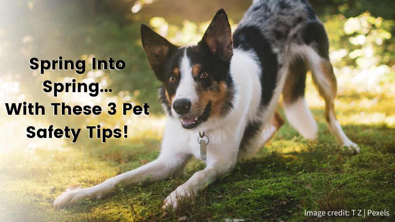 Spring into Spring with These 3 Pet Safety Tips