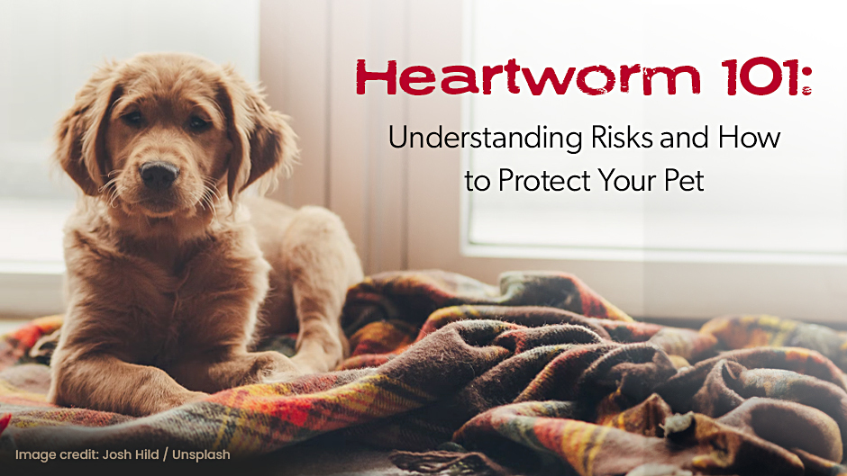 Heartworm 101: Understanding Risks and How to Protect Your Pet